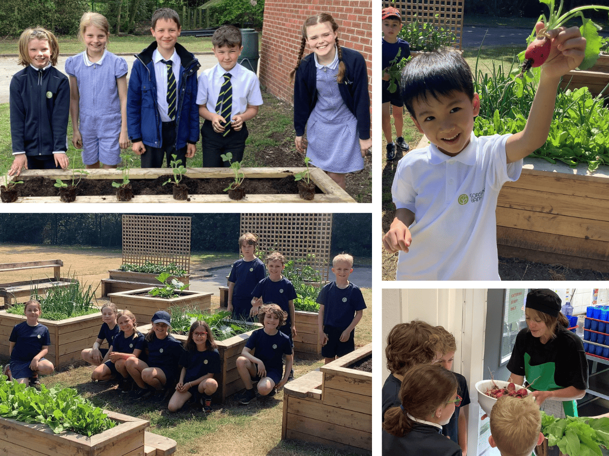 Gorsey Bank pupils pitched together to plant seeds and then to harvest them later in the year.